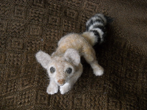 Ring-tailed Cat