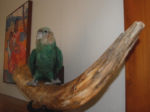 Kakapo “Charlie” at Home
