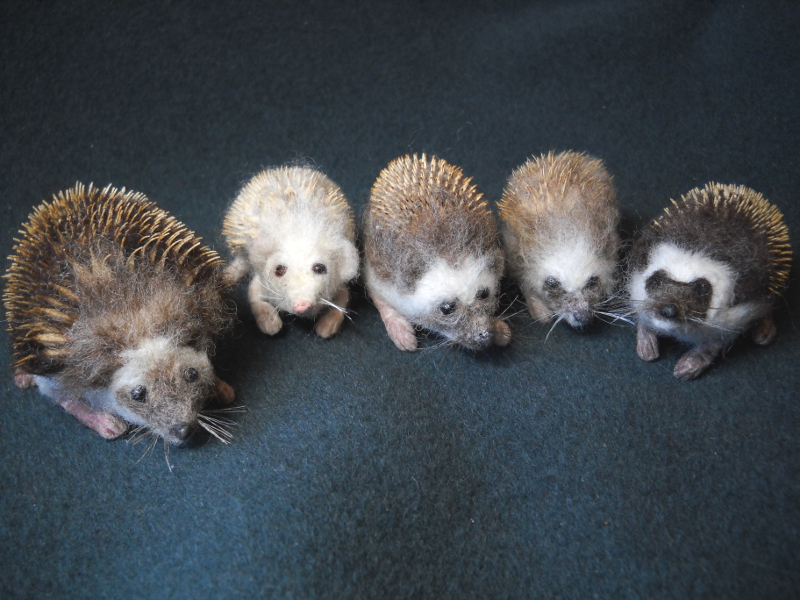 Hedgehog Experiments