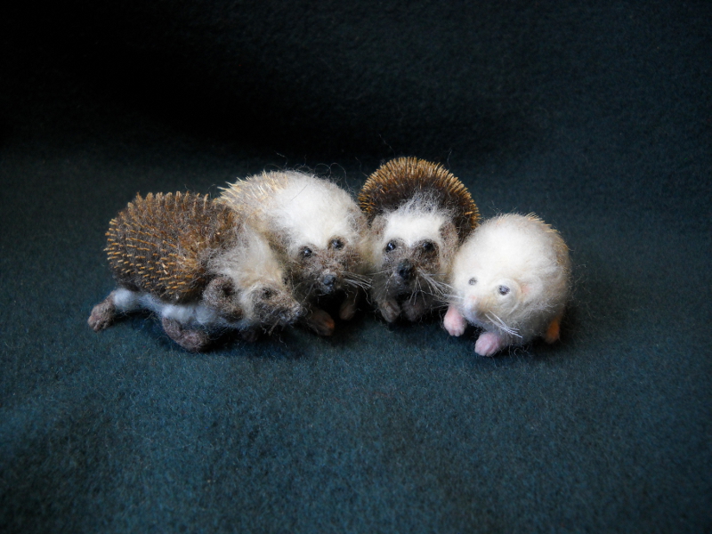 Hedgehogs Seven–Ten