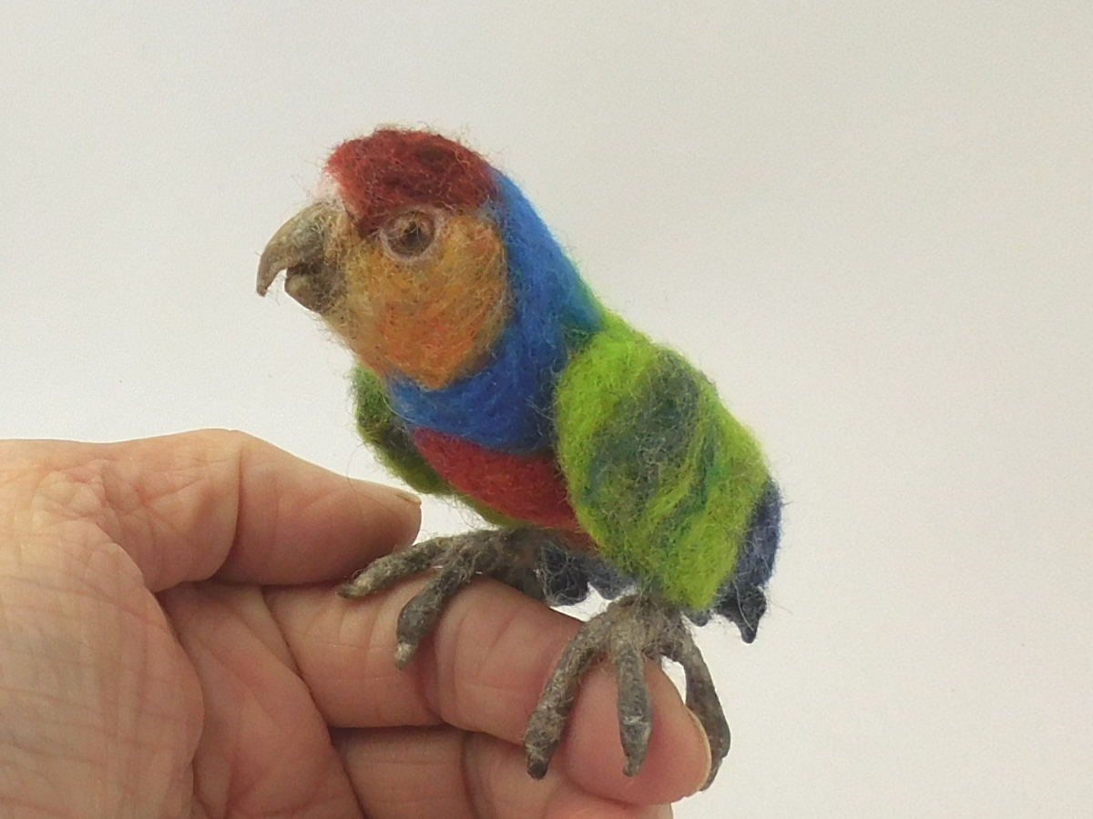 Red-breasted Pygmy Parrot