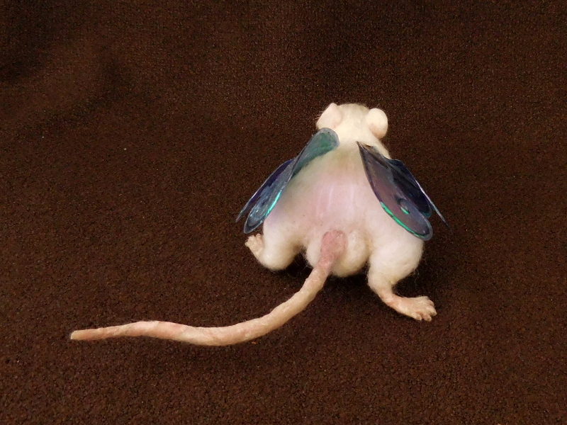 Fairy Rat