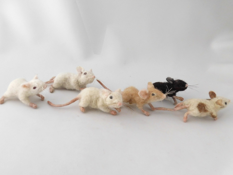 Mouse Litter 22 – Whiskers Wild