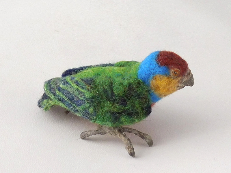 Red-breasted Pygmy Parrot 3