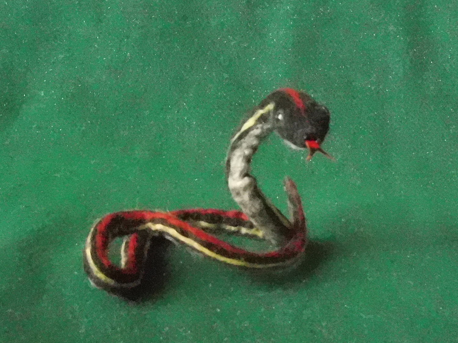 Northwestern Garter Snake